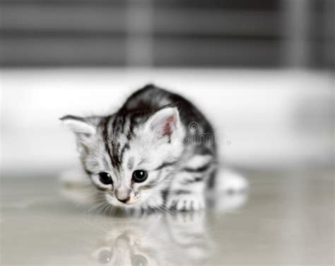 Cute American Shorthair Cat Kitten Stock Photo Image Of Feline Black