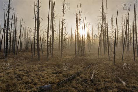 Usa Yellowstone National Park Forest With Dead Trees Stock Photo Offset