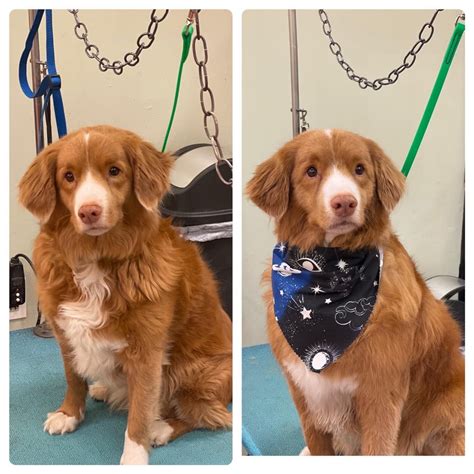 Before & After - Five Star Dog Grooming