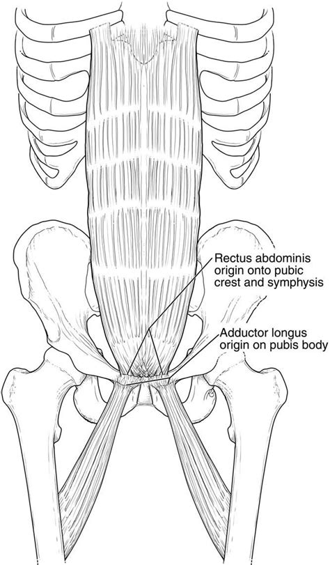 Pubic Anatomy