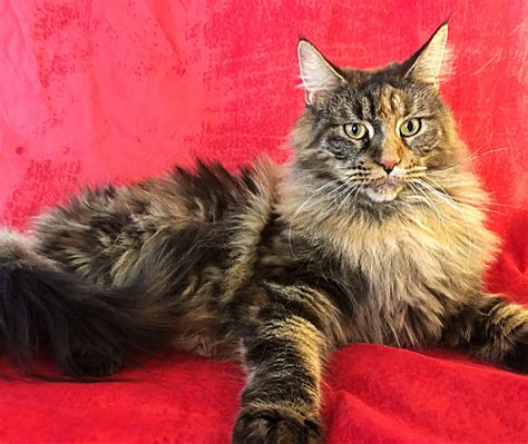 . until kittens are at least 12 weeks old, we don't know what their fel d1 rather than relying on a wait list, we post available cats and kittens on this page. Pin on Maine Coon Cats