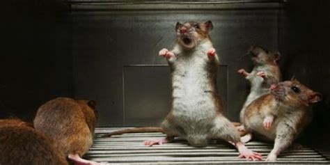 6 Cara Mengusir Tikus Dengan Jebakan Sederhana Mudah Dilakukan