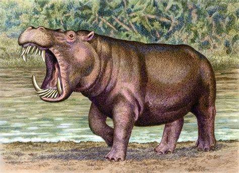 Hexaprotodon Sivalensis An Extinct Hippopotamus From India