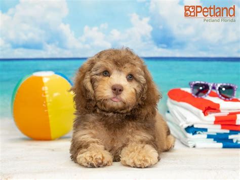 Selecting a cockapoo puppy and breeder. Petland Florida has Cockapoo puppies for sale! Check out ...