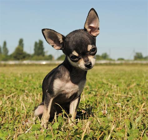 Chihuahuas Todo Lo Que Tienes Que Saber Sobre Esta Apreciada Raza Canina
