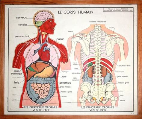 Anatomie Corps Humain Vintage Affiche Scolaire Double Face D Cole Fran Aise Le
