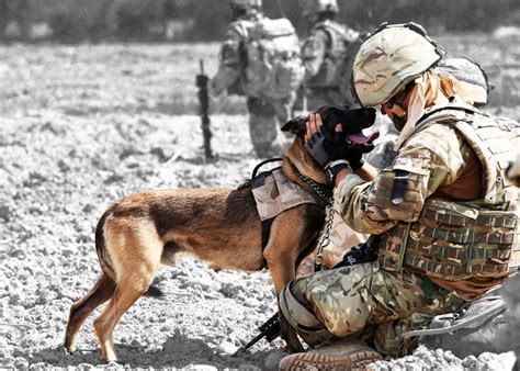 Dogs In The Military Facts You Never Knew About Military Working Dogs