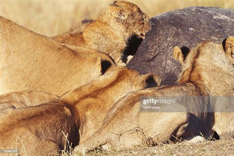 Pride Of Lions Eating A Pray In Masai Mara High Res Stock Photo Getty