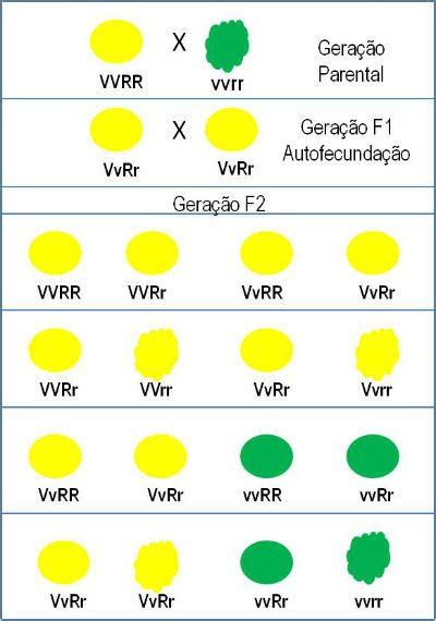 Segunda Lei De Mendel Resumo Experimento E Exercícios Toda Matéria