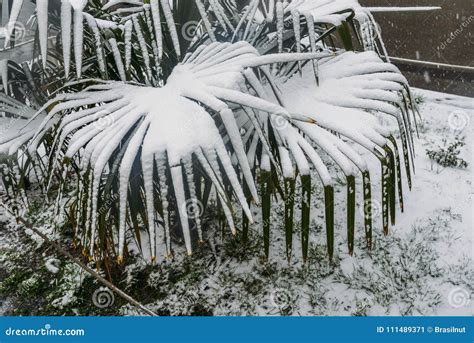 Palm Tree Under Snow In Winter Stock Image Image Of Seasonal Macro