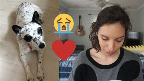 WE HAD TO PUT OUR DOG DOWN - YouTube