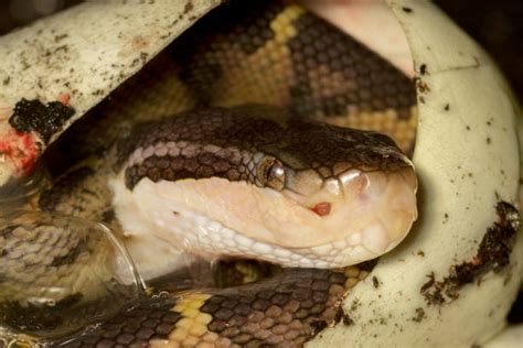 Bushmaster snake, finding a wild bushmaster in costa rica! Best Bushmaster Snake Stock Photos, Pictures & Royalty ...