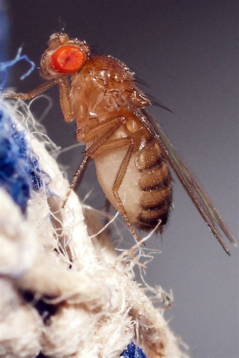File:Fruit Fly.jpg - Wikimedia Commons