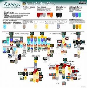 Betta Color Map 네이버 블로그