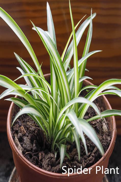 I killed the first one because i find mine are happier when they are in low light and on the dry side, once they perk up they can hi angelica. 10 Best Plants that Grows in Shade without Sunlight at ...
