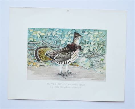 Ruffed Grouse Partridge Original Antique Animal Print Etsy España