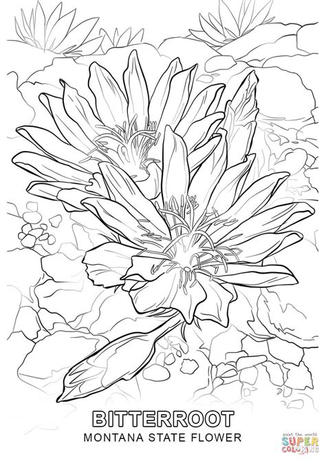 Us states like texas, nevada, and california had farmers, large ranches, miners and railway train properties that influenced states. Montana State Flower coloring page | Free Printable ...