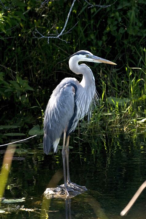 Great Blue Heron Free Stock Photo Public Domain Pictures