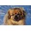 Tibetan Spaniel Breed Guide  Learn About The