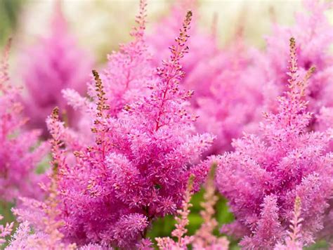 Astilbe Growing And Caring Guide The Green Thumbler