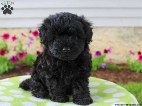 Questions about yorkipoo puppies for sale? Yorkie Poo Puppies For Sale In Pa - Pets Lovers