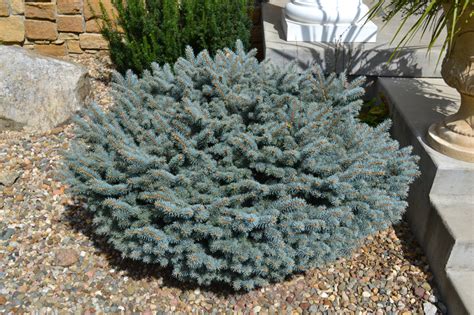 Globosa Blue Spruce Is A Full Sun Low Maintenance