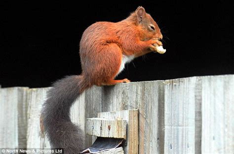 Baby Red Squirrel Dives In Head First When Given A Tasty Box Of Treats