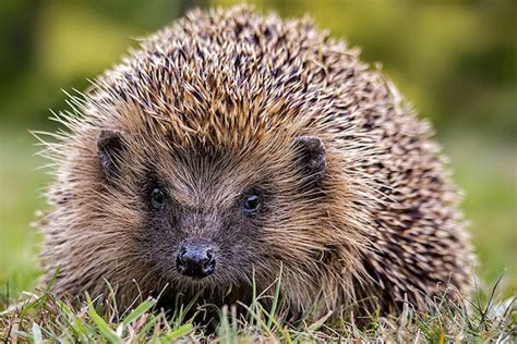 Are Hedgehogs Related To Porcupines Caring Pets