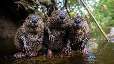 Bbc Earth Beavers Are Back In The Uk And They Will Reshape The Land