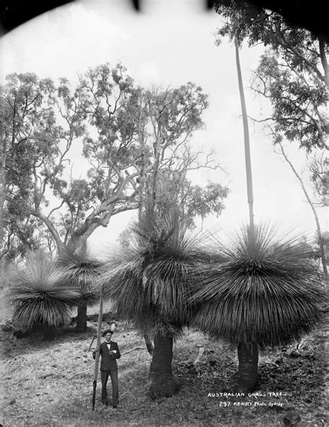 Australian Grass Trees 1000museums