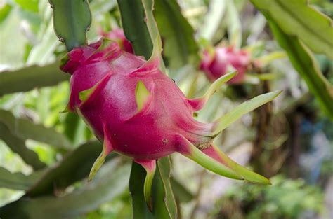 We did not find results for: Dragon Fruit Plant Care » Keeping It Happy & Healthy