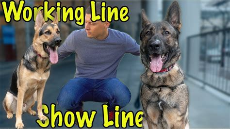 Working Line Vs Show Line German Shepherds Beginners Help Youtube