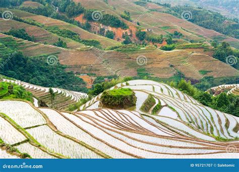 Terraced Rice Field In Longji Guilin Area China Stock Image Image