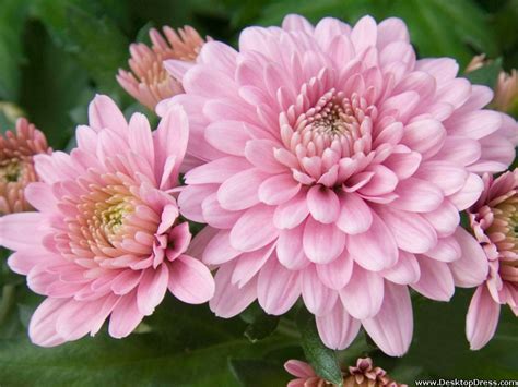 Desktop Wallpapers Flowers Backgrounds Pink Dahlia