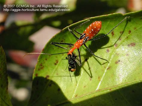 We did not find results for: Beneficial insects in the garden: #06 Milkweed Assassin ...
