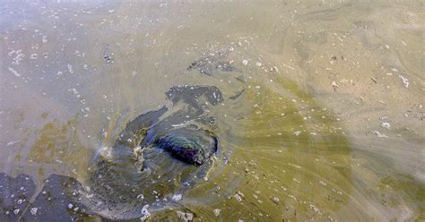 See full list on nualgiponds.com Blue-green algae initiative promises $65 million to 12 lakes