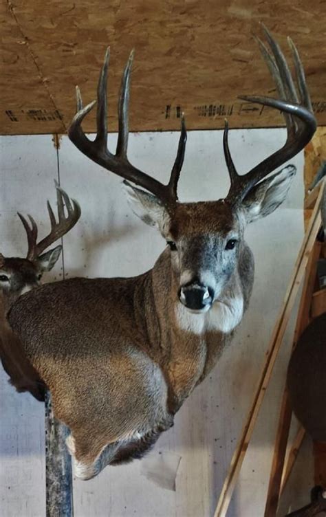Pin By Lynnette Taylor On Deer Taxidermy Ideas Deer Hunting Decor