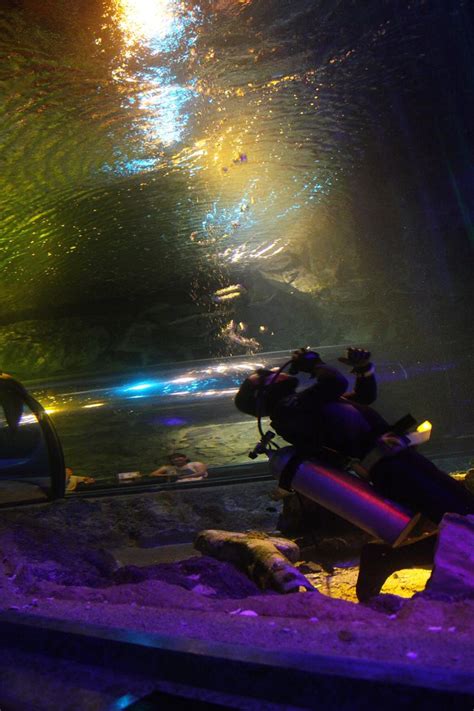 潛水員 海底水世界 The Diver Underwater World Daihung Flickr