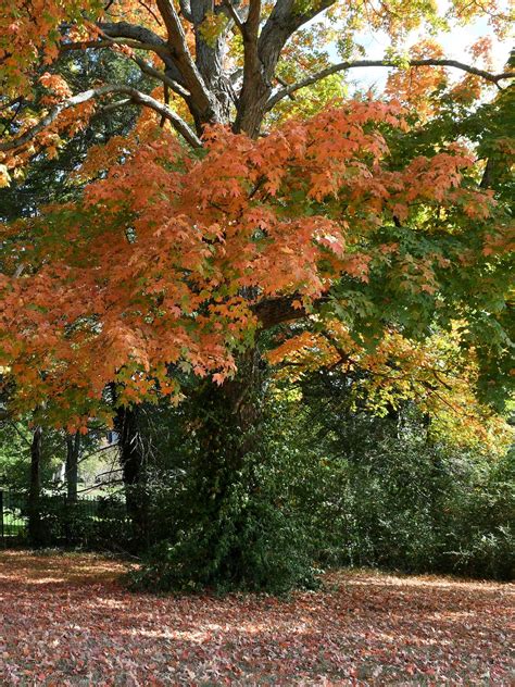 Fall Foliage In East Tennessee When Where To See Leaves Change Colors