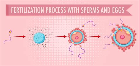 Free Vector Diagram Showing Fertilization Process With Sperms And Eggs