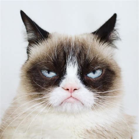 Grumpy Cat Receives An Invitation To Broadways Jellicle