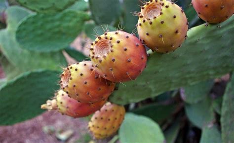 Africa Prickly Pear Cactus Is Miracle Crop For Dry Regions Experts