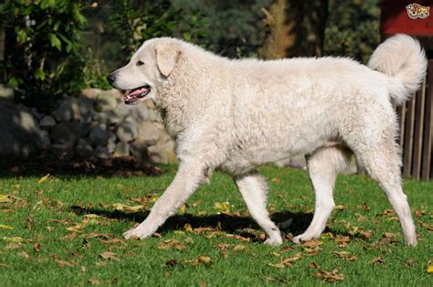 Hungarian Kuvasz Big Dogs Large Dogs Border Collie Le Plus Grand