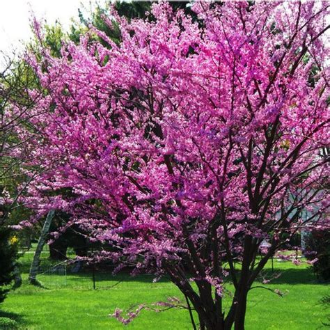 We did not find results for: Eastern Redbud Tree Seeds Cercis canadensis 20Seeds