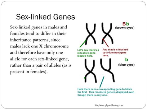 ppt blueprint of life topic 12 sex linked genes powerpoint presentation id 1930712