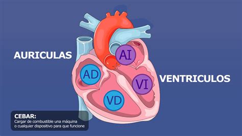 Propiedades Del Corazón Generalidades Youtube