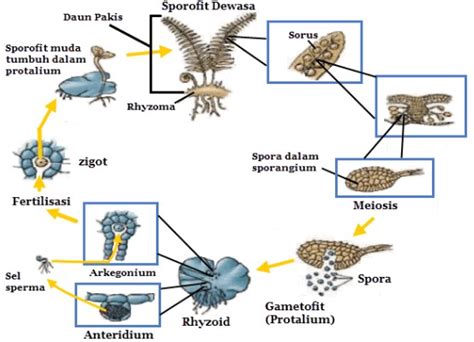 Yaitu karena hampir ada di setiap daerah. Organ dan Sistem Reproduksi Tumbuhan Paku (Pteridophyta)