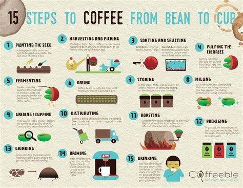 How Is Coffee Grown 15 Steps To Coffee From Bean To Cup With