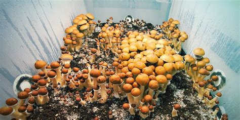 Grow Magic Mushrooms In Bulk Using Monotub Tek Zamnesia Blog