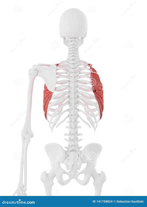 The Serratus Anterior Stock Illustration Illustration Of Graphic